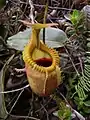 Nepenthes villosa (Polygonales, Nepenthaceae)