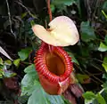 Les Nepenthes constituent une des plantes les plus emblématiques de la « forêt de nuage » d'Asie-Pacifique.