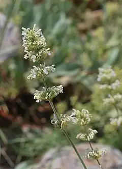 Description de l'image Nepeta italica 1.jpg.