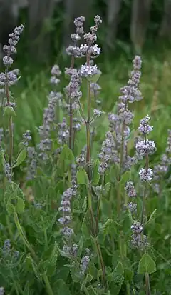 Description de l'image Nepeta nuda 2.jpg.