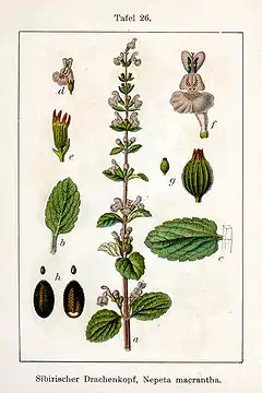 Description de l'image Nepeta sibirica Sturm26.jpg.