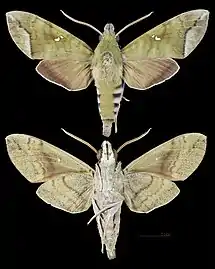 Nephele hespera