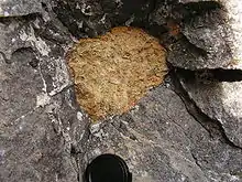 Lave néphélinite (grise) contenant une enclave de péridotite (jaune).