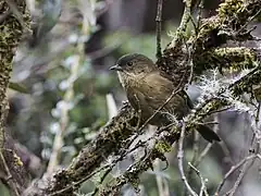 Description de l'image Nephelornis oneilli - Pardusco (cropped).jpg.