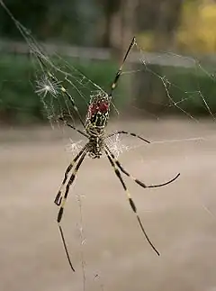 Description de l'image Nephila_clavata1.jpg.