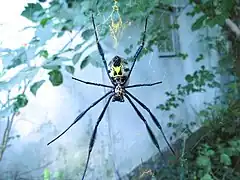 Description de l'image Nephila fenestrata, black legged golden orb web spider IMG 7108.JPG.