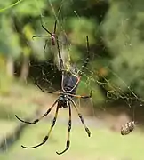 Trichonephila inaurata inaurata de La Réunion.