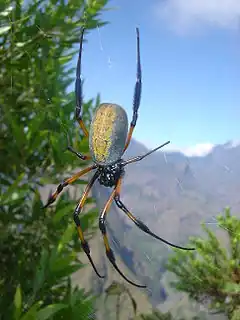 Nephila inaurata (Araneae), ile de la Réunion