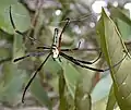 Nephila maculata