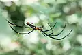 Nephila pilipes