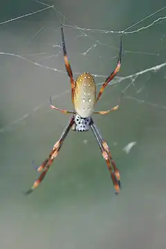 Description de l'image Nephila plumipes (Golden Orb-Weaver).jpg.