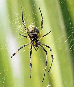 Description de l'image Nephila senegalensis ssp. Santiago CV 03.jpg.