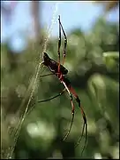 Néphile des Seychelles, femelle sur sa toile dorée.