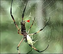 Néphile dorée des Seychelles : femelle avec proie (Pentatomide) et mâle sur les filières (flèche).