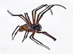 Description de l'image Nephilidae - Nephila sumptuosa.JPG.