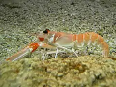 Laugoustine commune (Nephrops norvegicus, is:Leturhumar)