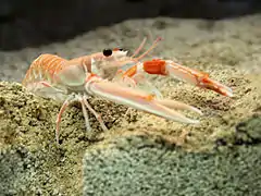 Nephrops norvegicus