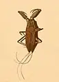 Laccotrephes pfeiferiae, Birmanie (spécimen de musée).