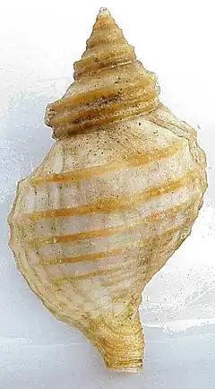 Description de l'image Neptunea lyrata shell 2.jpg.