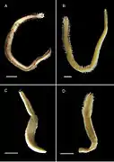 Solomononereis spp.