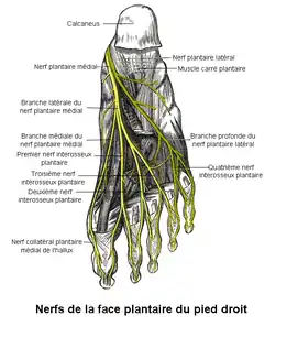 Nerfs de la face plantaire du pied droit