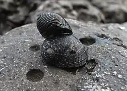 Nerita aterrima (plates-formes récifales de la côte basaltique)