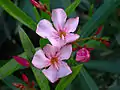 Anthères généralement rapprochées en anneau autour du stigmate (ici Nerium oleander)