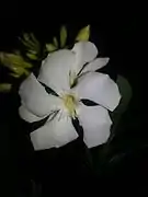 Cultivar à fleurs blanches. Les fleurs forment à l'extrémité des rameaux une cyme.