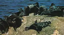 Le phoque du Baïkal, endémique au lac Baïkal