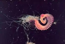 Amphitrite sp. : ce ver non sessile construit un tube de vase grâce à ses tentacules.