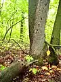 Nerstrand-Big Woods