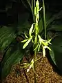 Nervilia aragoana, Jardin botanique de Tsukuba, Japon