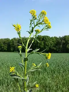 Description de l'image Neslia paniculata s. str. sl4.jpg.