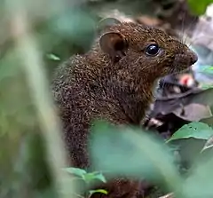 Description de l'image Nesomys rufus - Red forest rat (15721901477).jpg.