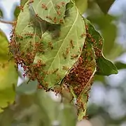 Nid de fourmis tisserandes fait de feuilles vertes soudées ensemble. Avril 2018.