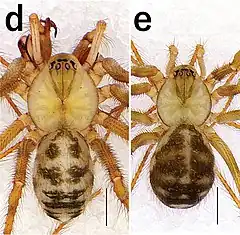 Description de l'image Nesticus latiscapus (10.3897-subtbiol.35.53933) Figure 1 (cropped).jpg.