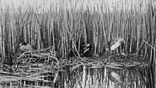 Plaque tirée d'un livre, avec une photographie monochrome de deux nids flottant sur l'eau devant des roseaux et se touchant presque entre eux.