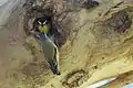 Pardalote à point jaune construisant un nid - Redcliffe, Perth (Australie-Occidentale)