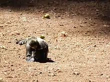 Photo d'un juvénile au sol nettoyant son plumage.