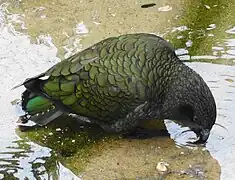 Zoo de Francfort, Allemagne