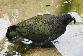 Zoo de Francfort, Allemagne