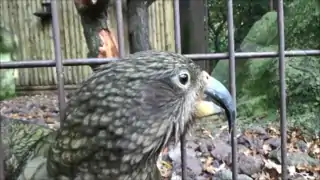 (en pleine partie de jeu avec la caméra) - Ménagerie du jardin des plantes Paris/France