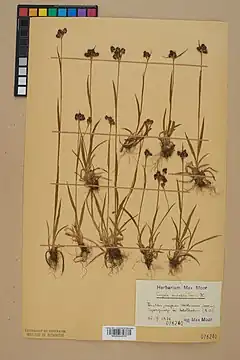 Description de l'image Neuchâtel Herbarium - Luzula sudetica - NEU000045737.jpg.