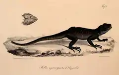 Description de l'image Neue Wirbelthiere zu der Fauna von Abyssinien gehörig (1835) Acanthocercus cyanogaster.png.