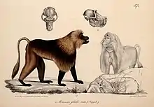 Illustration accompagnant la première description du Gélada par Eduard Rüppell (1835).