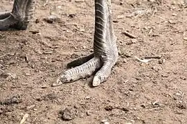 Le nandou possède trois doigts aux pattes, comme l'émeu d'Australie.