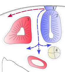 coupe d'embryon de vertébré montrant les deux voies de migration des chromatoblastes : soit superficiellement, le long de l'ectoderme, soit en profondeur en passant entre le tube neural et les somites.