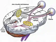 De l'œil au cortex visuel.