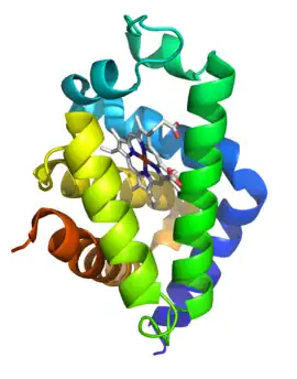 Image illustrative de l’article Neuroglobine