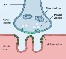 Jonction neuromusculaire